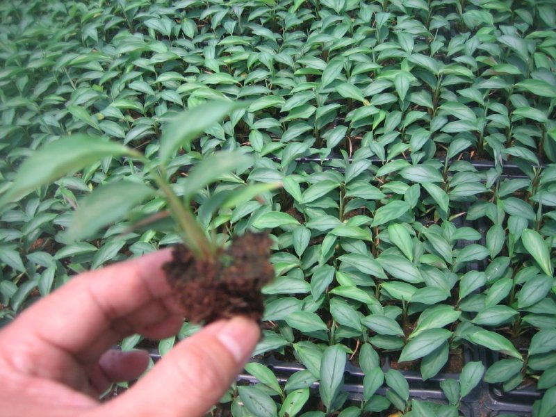 大量供应室内高档花卉绿植飞羽竹芋组培穴盘苗