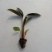 大量供应室内高档花卉绿植飞羽竹芋组培穴盘苗
