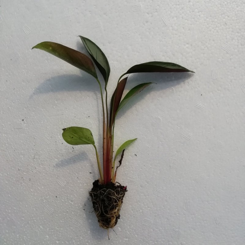 大量供应室内高档花卉绿植飞羽竹芋组培穴盘苗