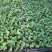 大量供应室内高档花卉绿植飞羽竹芋组培穴盘苗