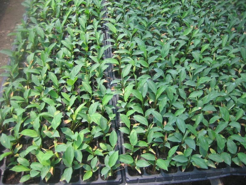 大量供应室内高档花卉绿植飞羽竹芋组培穴盘苗