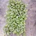 大量供应室内高档花卉绿植飞羽竹芋组培穴盘苗