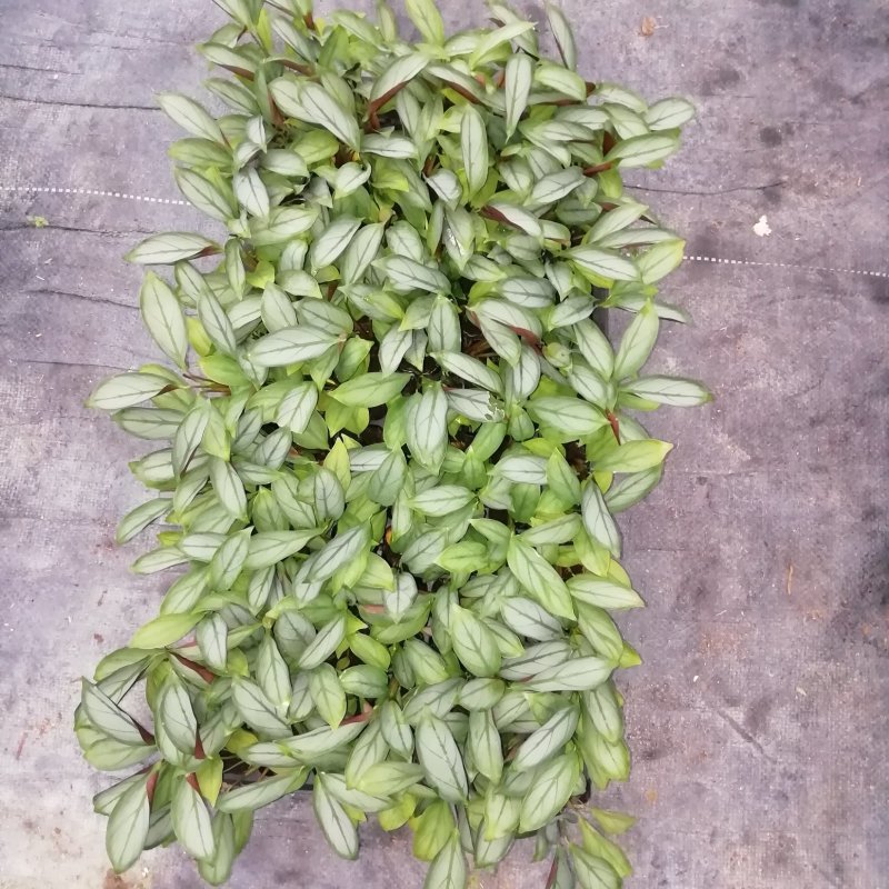 大量供应室内高档花卉绿植飞羽竹芋组培穴盘苗