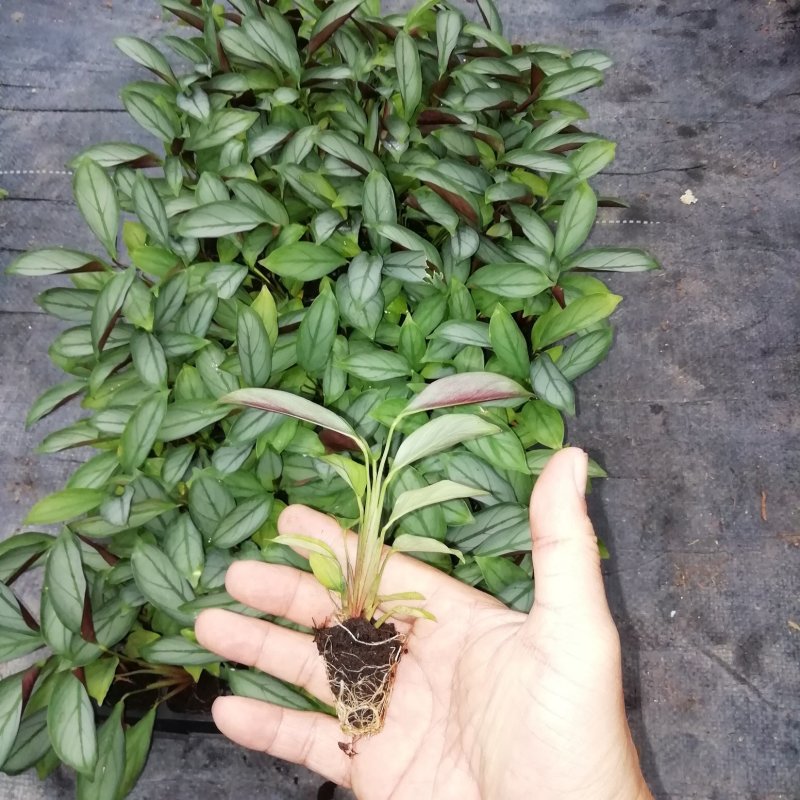 大量供应室内高档花卉绿植飞羽竹芋组培穴盘苗
