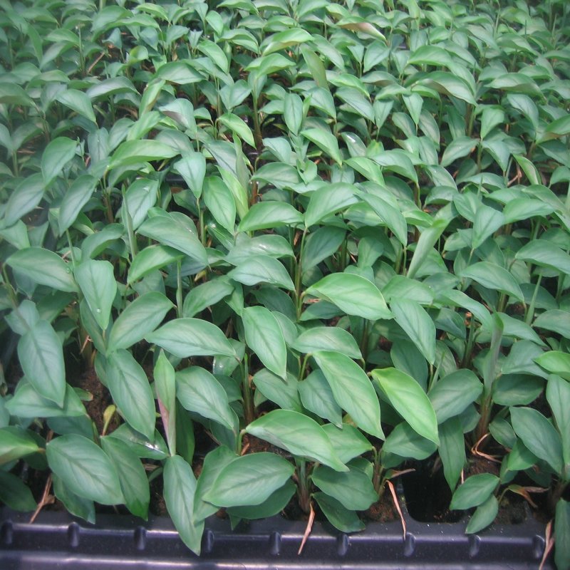 大量供应室内高档花卉绿植飞羽竹芋组培穴盘苗