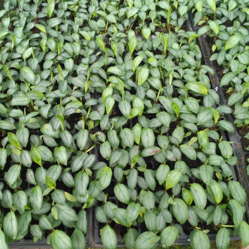 大量供应室内高档花卉绿植飞羽竹芋组培穴盘苗