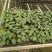 大量供应室内高档花卉绿植新飞羽竹芋组培穴盘苗