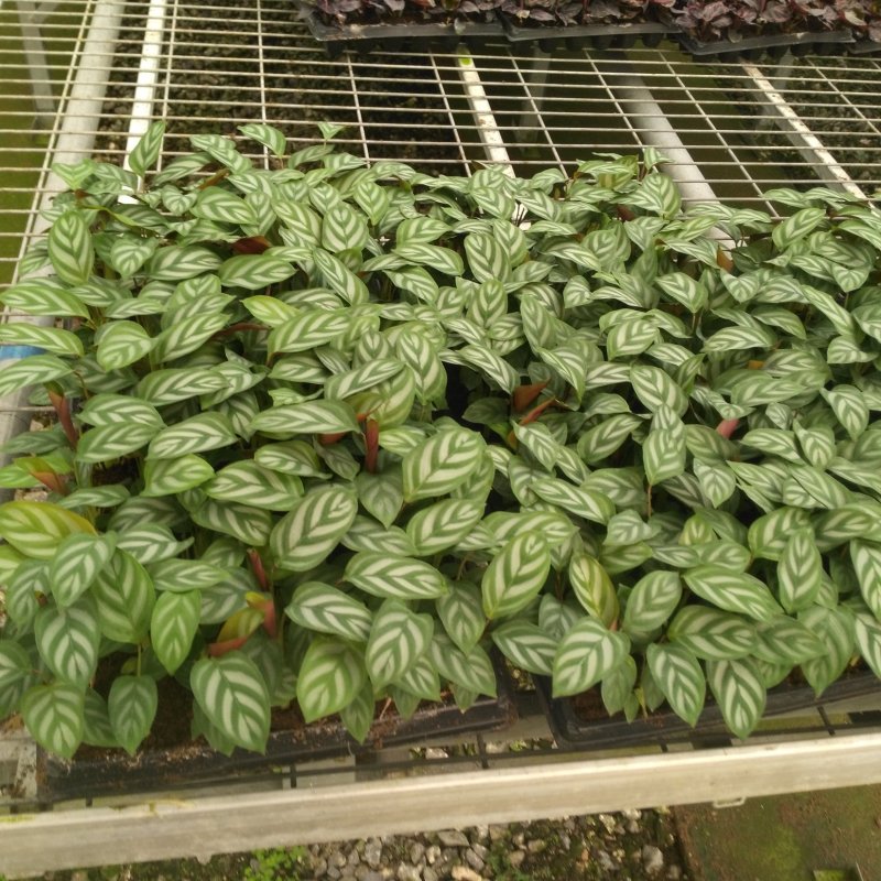大量供应室内高档花卉绿植新飞羽竹芋组培穴盘苗