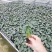 大量供应室内高档花卉绿植新飞羽竹芋组培穴盘苗