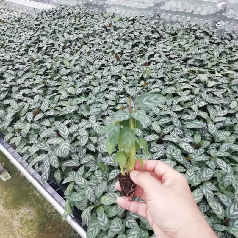 大量供应室内高档花卉绿植新飞羽竹芋组培穴盘苗