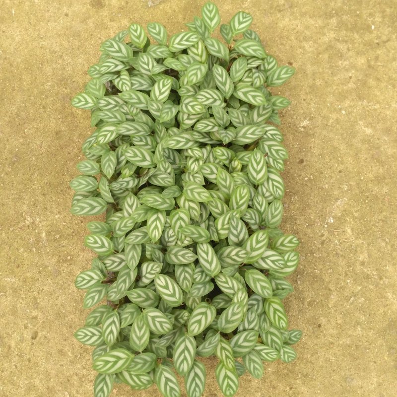 大量供应室内高档花卉绿植新飞羽竹芋组培穴盘苗