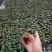 大量供应室内高档花卉绿植新飞羽竹芋组培穴盘苗