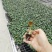 大量供应室内高档花卉绿植新飞羽竹芋组培穴盘苗
