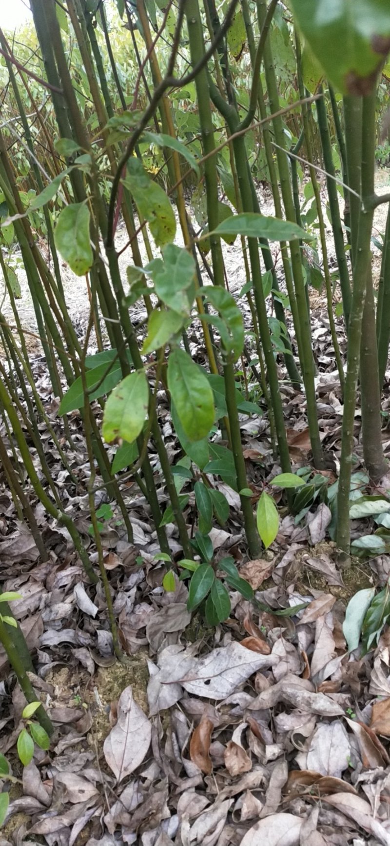 樟树苗30到50高50到80高