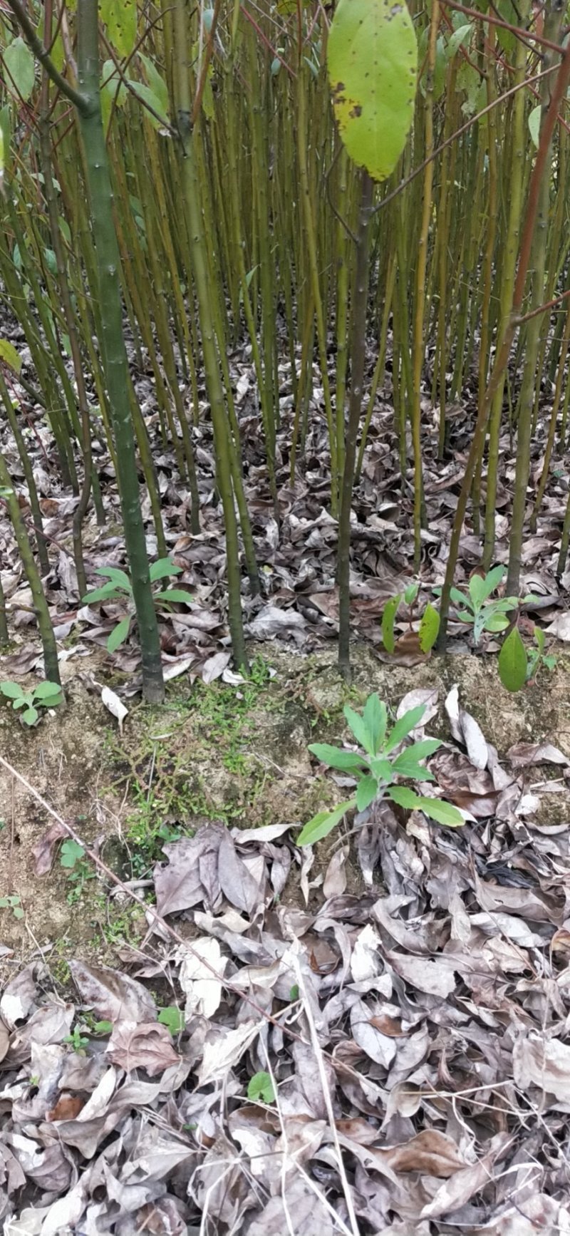 樟树苗30到50高50到80高