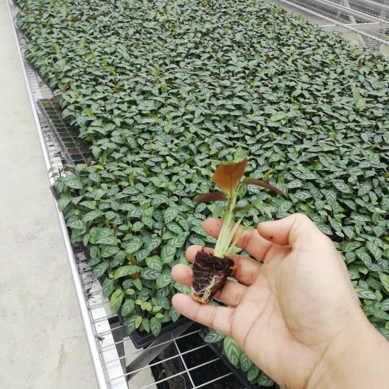 大量供应室内高档花卉绿植新飞羽竹芋组培穴盘苗