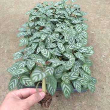 大量供应室内高档花卉绿植新飞羽竹芋组培穴盘苗