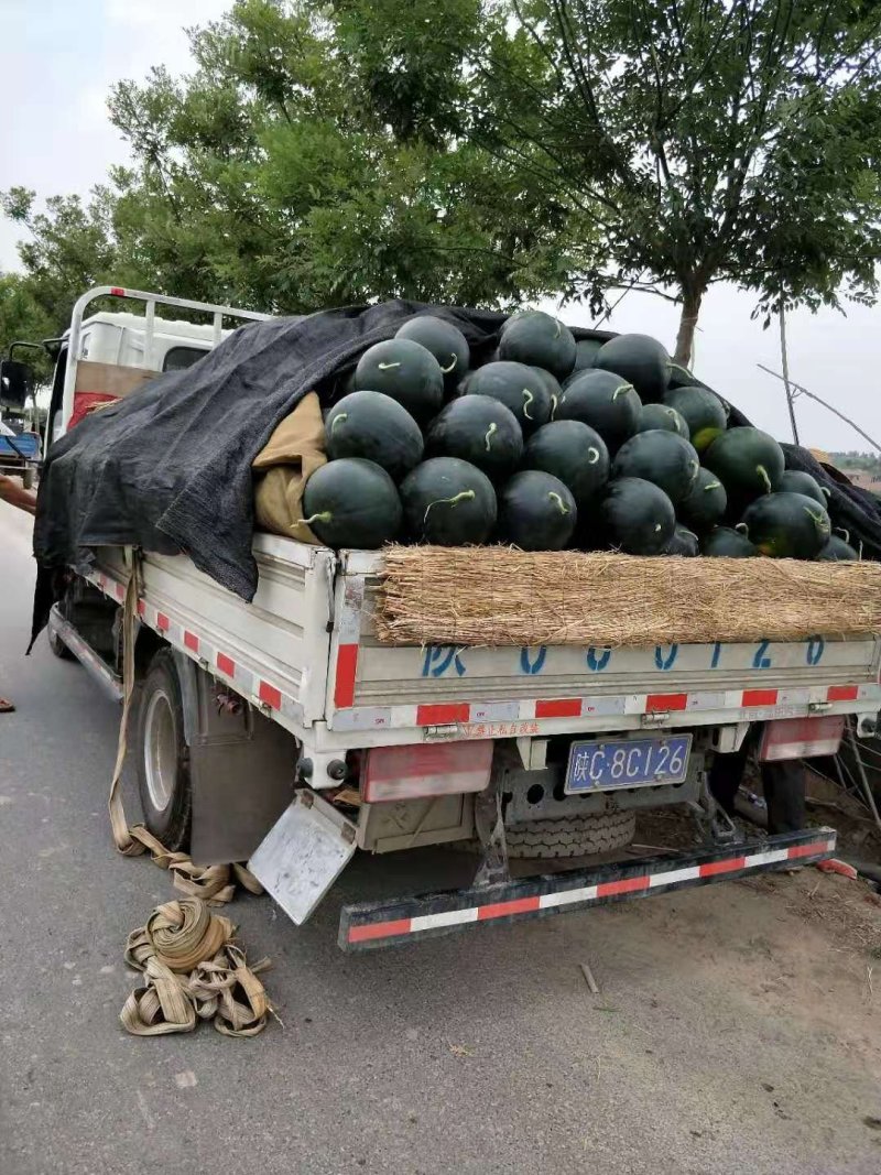 陕西黑无籽西瓜，个头大，皮毛亮，瓤口甜，产地直发