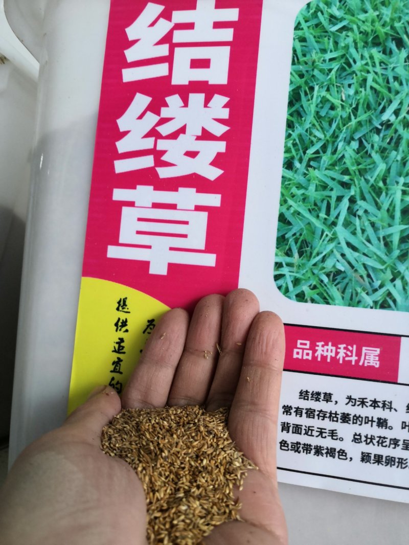 美国四季青草坪种子护坡草籽黑麦草地毯草结缕草发芽率98%