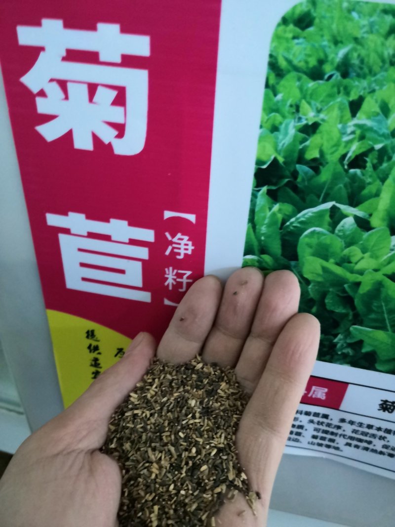 进口鲁梅克斯种子俄罗斯饲料菜多年生四季牧草种子鸡鸭鹅猪