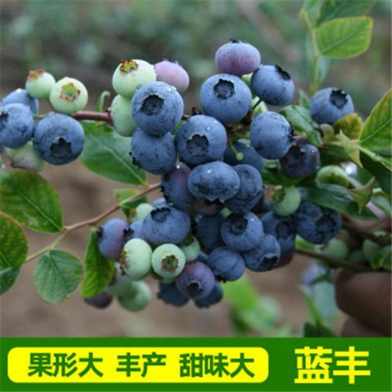 盆栽地栽蓝莓树苗蓝莓苗蓝梅树苗南北方种植