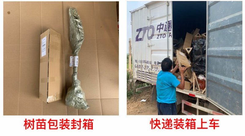 盆栽地栽蓝莓树苗蓝莓苗蓝梅树苗南北方种植
