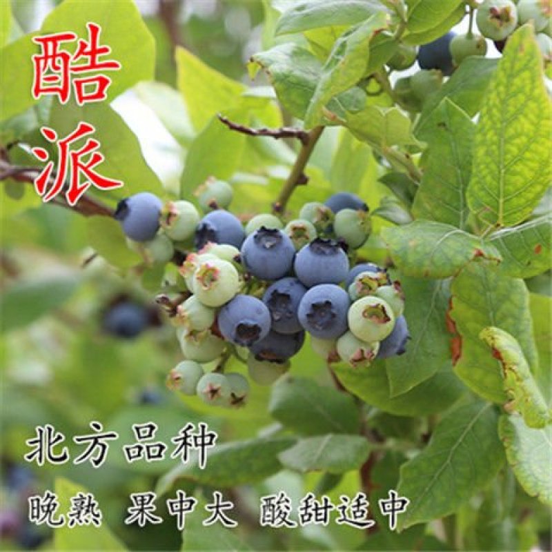 盆栽地栽蓝莓树苗蓝莓苗蓝梅树苗南北方种植