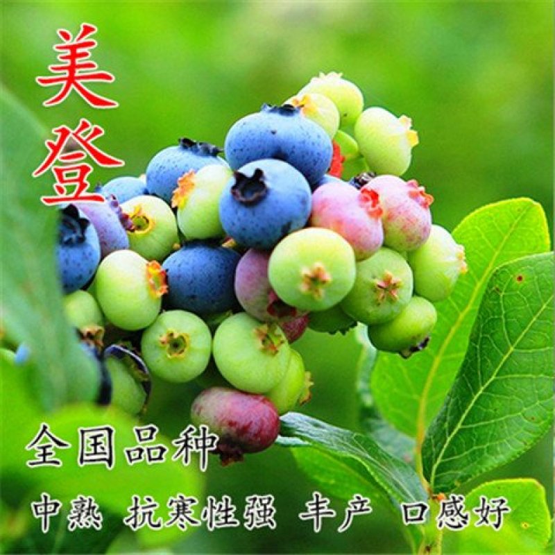 盆栽地栽蓝莓树苗蓝莓苗蓝梅树苗南北方种植