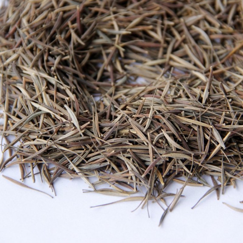 硫化菊种子黄波斯菊花种子黄秋英花籽硫华菊种子四季易种