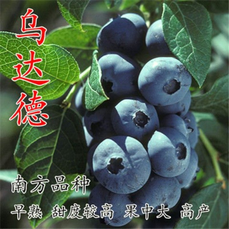 盆栽地栽蓝莓树苗蓝莓苗蓝梅树苗南北方种植