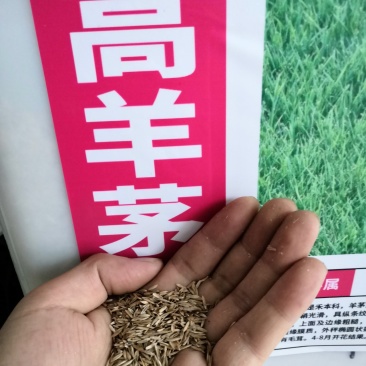 高羊茅种子绿化专用护坡草种子草籽低矮耐践踏草籽草种