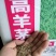 高羊茅种子绿化专用护坡草种子草籽低矮耐践踏草籽草种