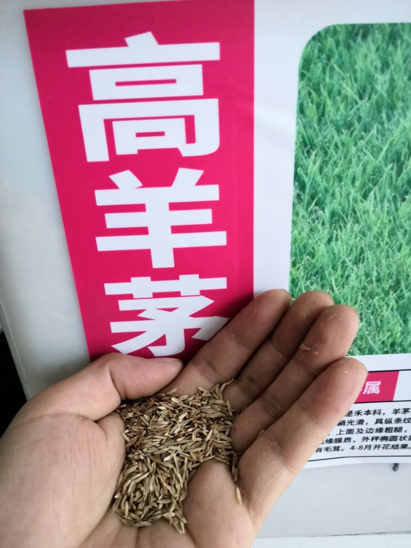高羊茅种子绿化专用护坡草种子草籽低矮耐践踏草籽草种