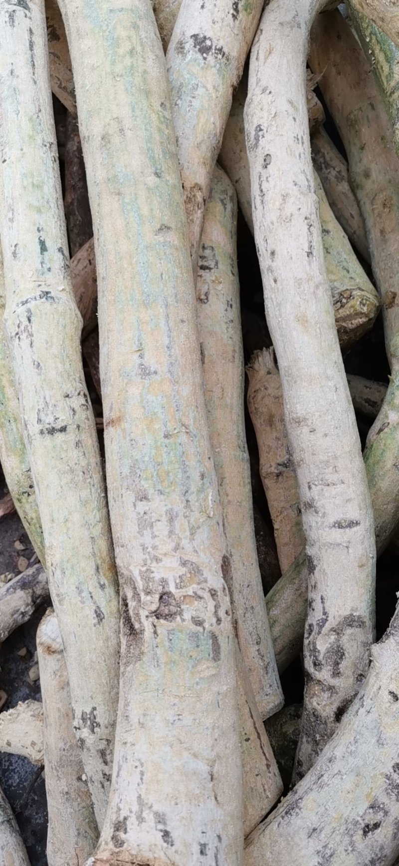 大量批发野生赤苍藤，产地广西