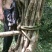 大量批发野生赤苍藤，产地广西