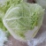 白菜焦作武陟优质大白菜