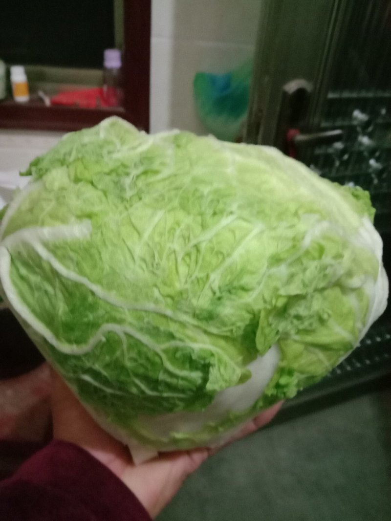 武陟优质大白菜