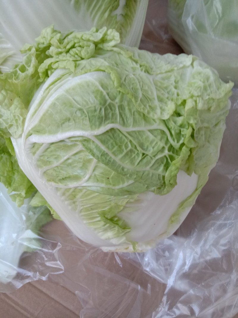 武陟优质大白菜