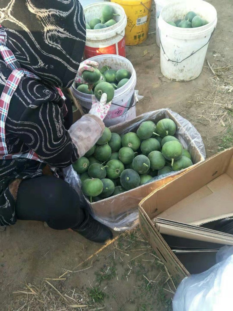 甜瓜大量上市，口感超甜，质量好，价格便宜适合各大市场