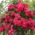 木香花苗正宗红木香四季红木香庭院爬藤花浓香型盆栽爬藤耐寒