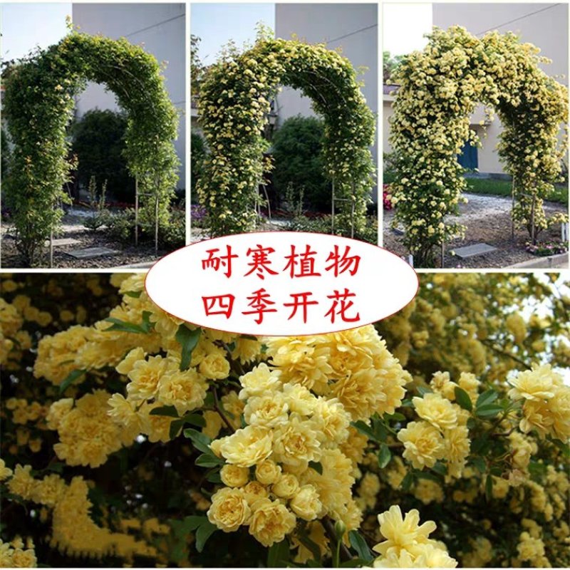木香花苗正宗红木香四季红木香庭院爬藤花浓香型盆栽爬藤耐寒