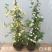 木香花苗黄木香苗红木香苗白木香苗可做拱门公园庭浓香爬藤