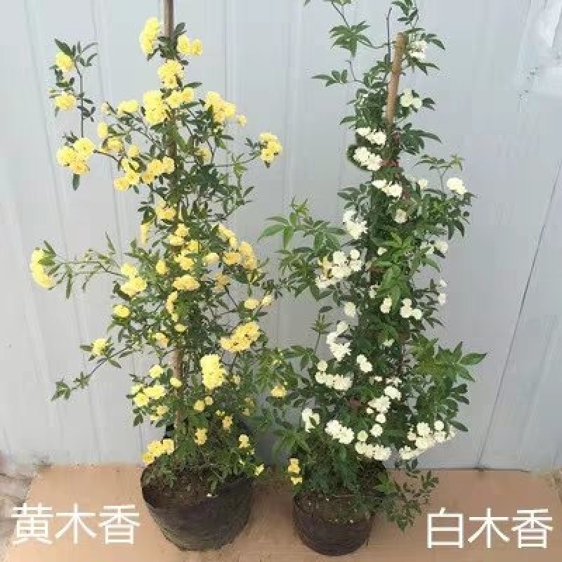 木香花苗黄木香苗红木香苗白木香苗可做拱门公园庭浓香爬藤