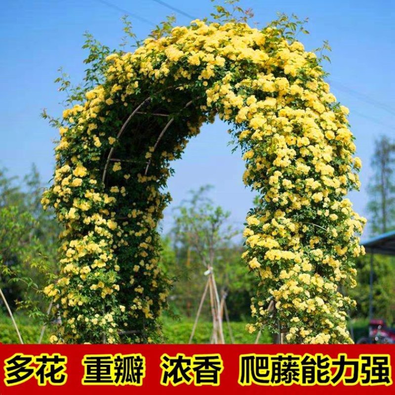 木香花苗黄木香苗红木香苗白木香苗可做拱门公园庭浓香爬藤
