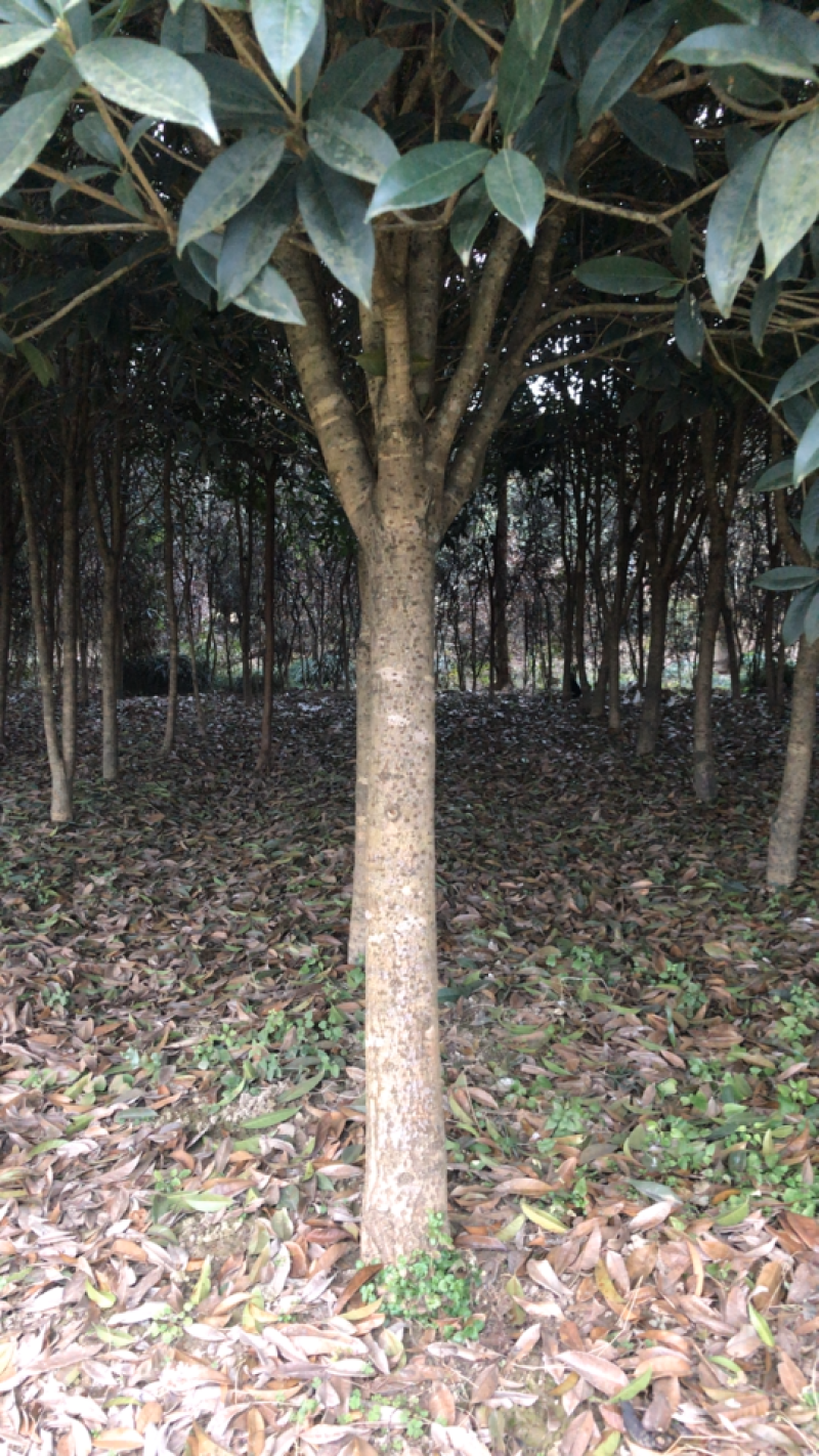 八月桂1~2米10~12cm2.5~3米