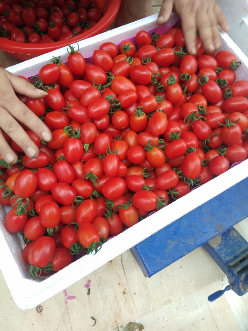 河南蔬菜基地大量供应圣女果