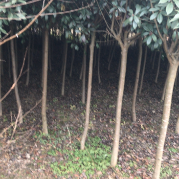 自己🀄️植占地树