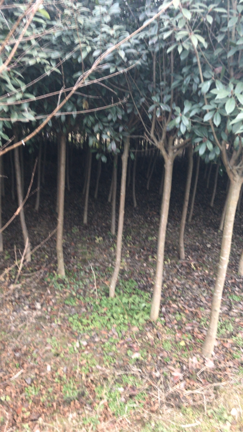 自己🀄️植占地树