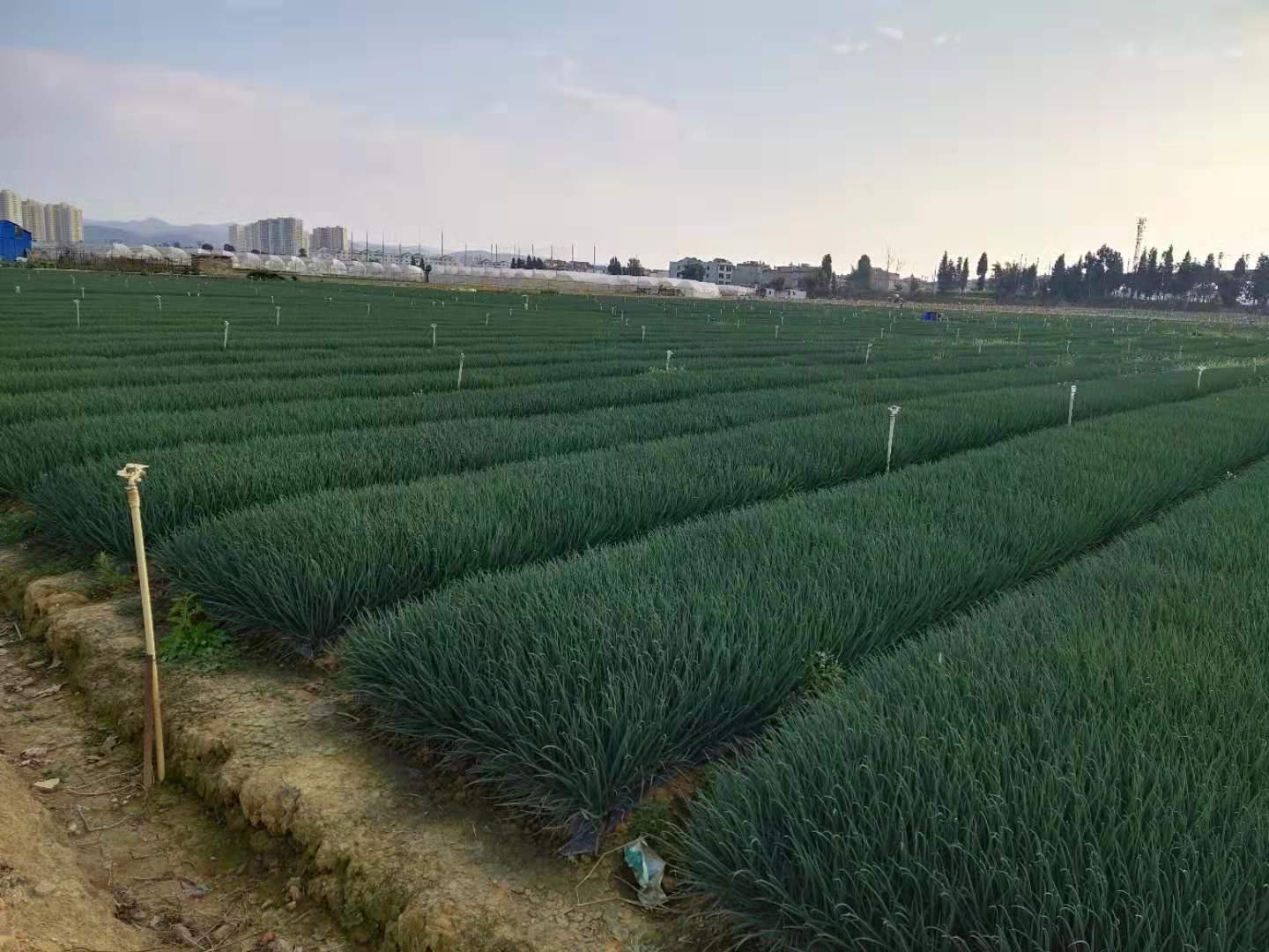 高台县洋葱种植基地航拍图