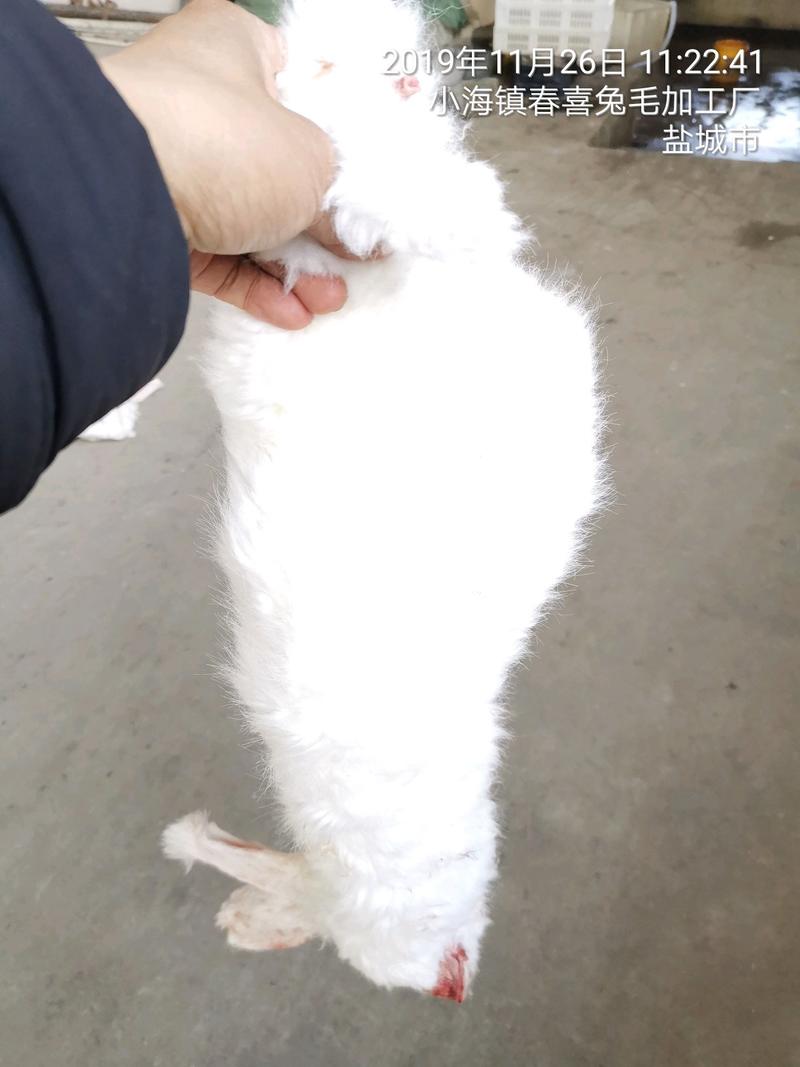 江苏盐城市大丰春喜兔业供应各种长毛兔皮及各种规格的肉兔皮